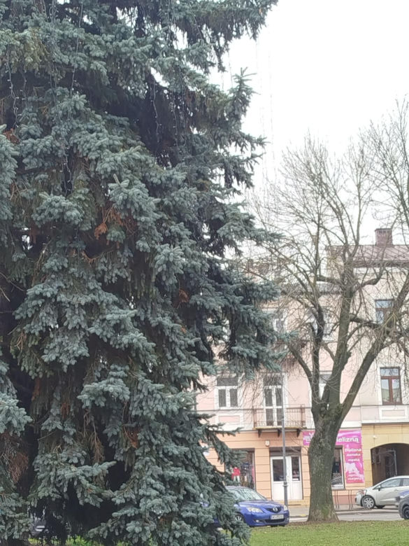 Choinka miejska Siedlce