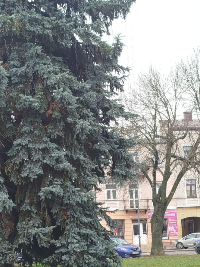 Choinka miejska Siedlce