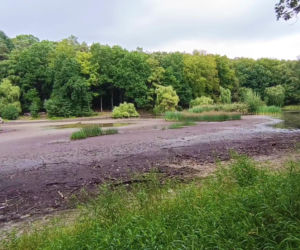 Wyschnięty Staw Wędkarski w Szczecinie