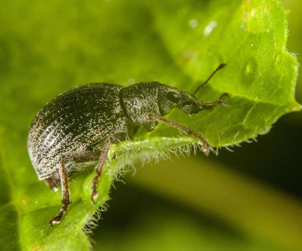 Kwieciak jabłkowiec