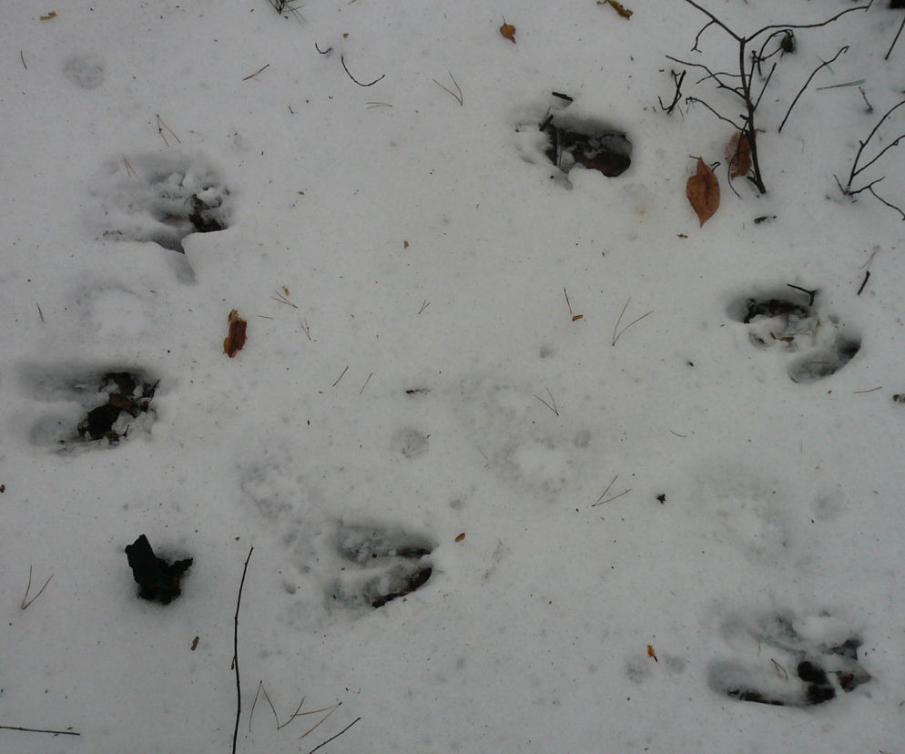 Polowanie