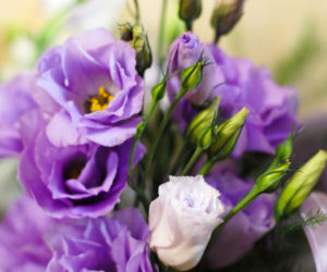 Eustoma
