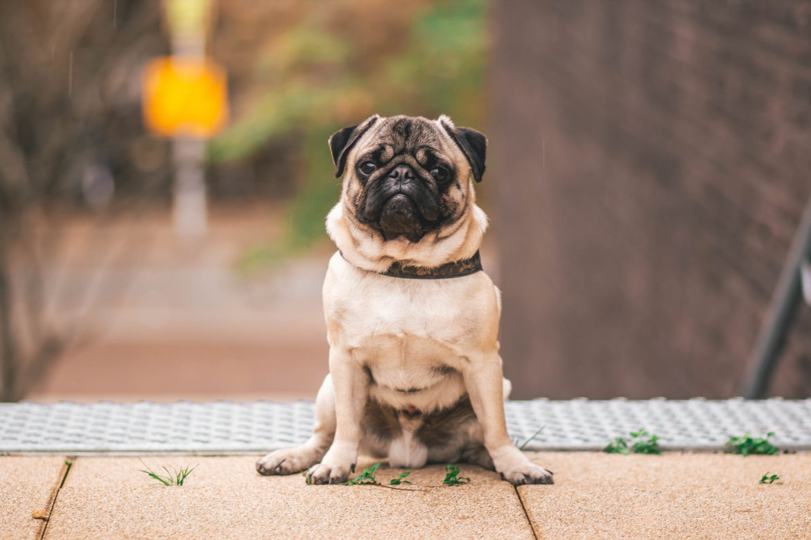 Rasy psów do małych mieszkań: mops