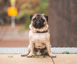 pies do bloku - mops