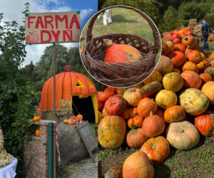 Ponad 8 ton dyń w jednym miejscu! Lublin ma prawdziwe dyniowe królestwo
