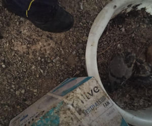 Żyła w mieszkaniu z chmarą gołębi. Służby weszły do środka i oniemiały!