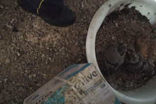 Żyła w mieszkaniu z chmarą gołębi. Służby weszły do środka i oniemiały!