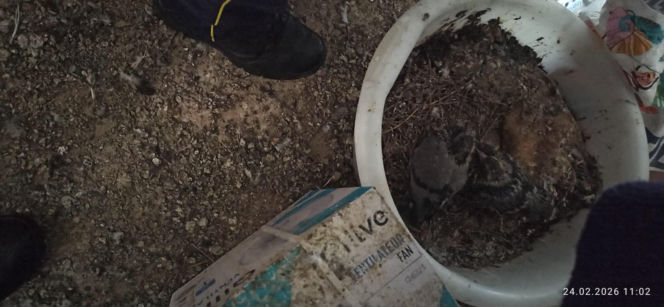 Żyła w mieszkaniu z chmarą gołębi. Służby weszły do środka i oniemiały!