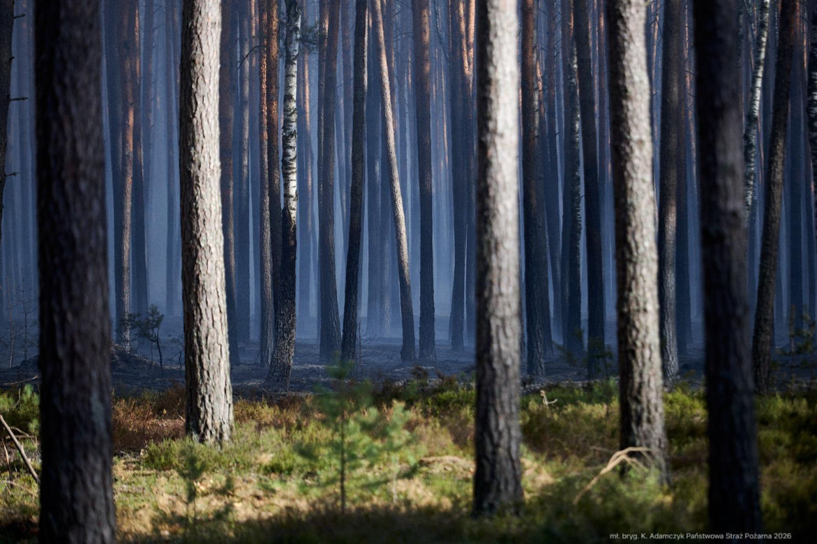 Walka z pożarem pod Biłgorajem. Szef MSWiA: „Jesteśmy umiarkowanymi optymistami”