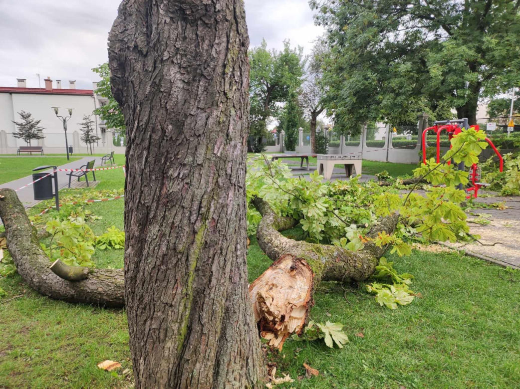 Tarnów. Dziewczynka uderzona przez zerwany konar. Koszmar na placu zabaw w Parku Strzeleckim