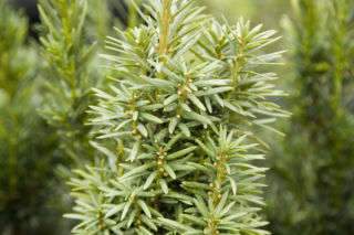 Cis pośredni 'Wojtek' - Taxus media 'Wojtek'