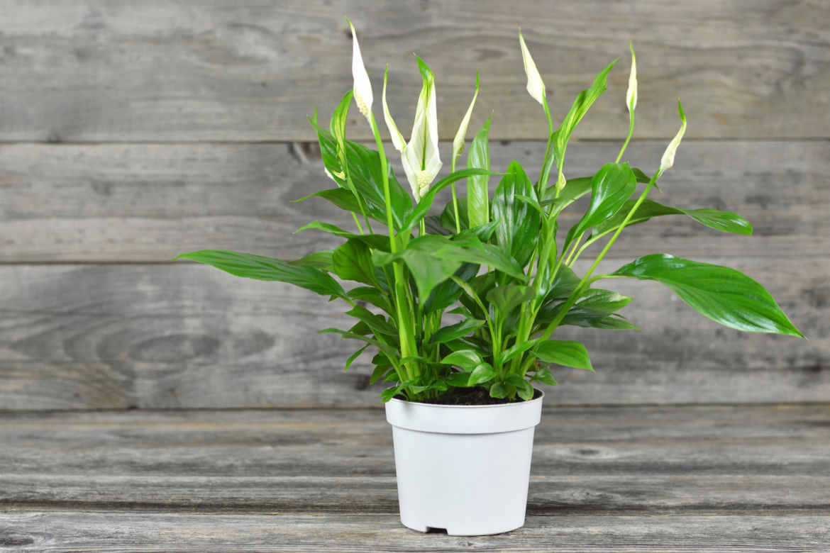 Skrzydłokwiat (Spathiphyllum)  