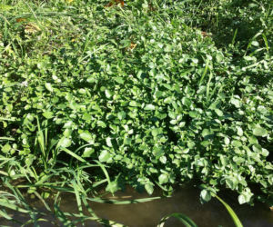 Nie awokado ani jarmuż. Naukowcy wskazali najzdrowsze warzywo no świecie. Polacy wciąż rzadko po nie sięgają