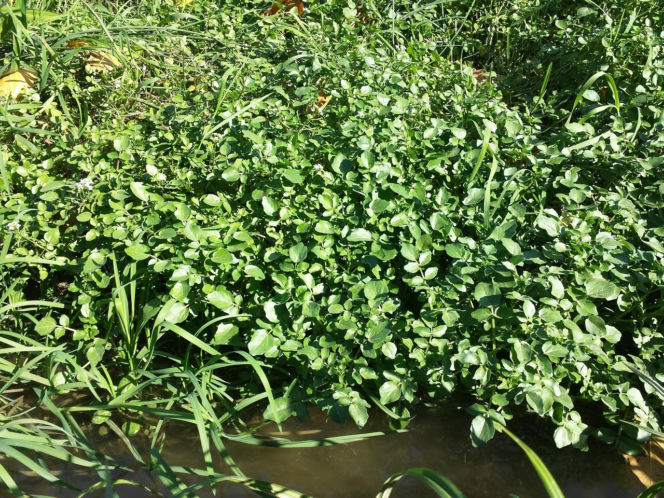 Nie awokado ani jarmuż. Naukowcy wskazali najzdrowsze warzywo no świecie. Polacy wciąż rzadko po nie sięgają