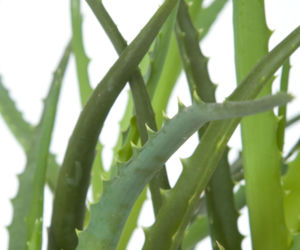 Aloes