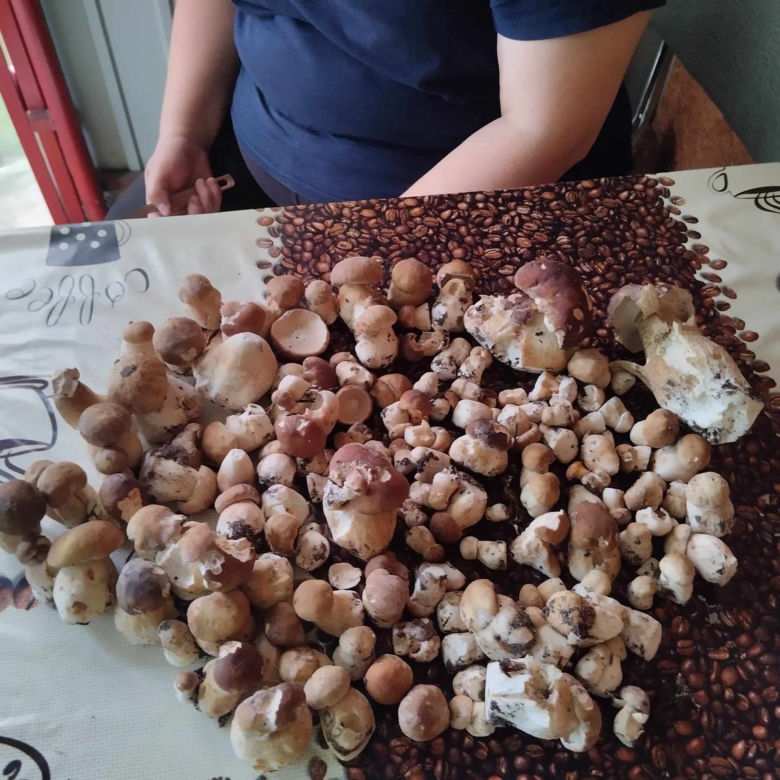 Wysyp grzybów w woj. lubelskim! Wszyscy chwalą się obfitymi zbiorami! Zobacz