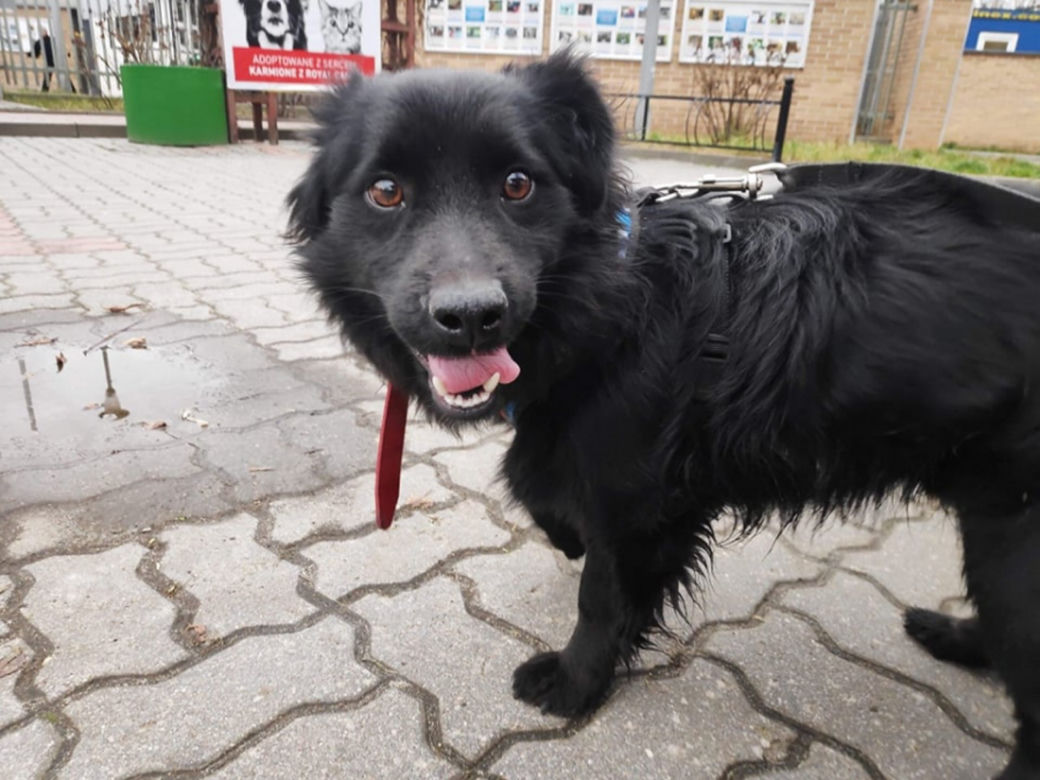 Psiaki z Palucha do adopcji