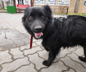 Psiaki z Palucha do adopcji