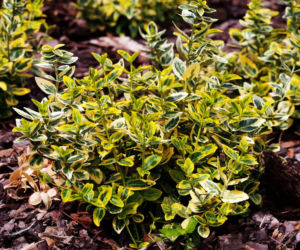Trzmielina Fortune'a 'Emerald'n Gold'