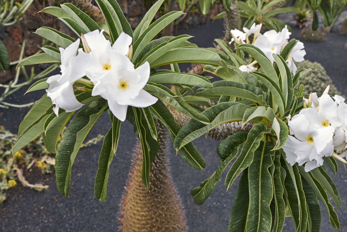Pachypodium Lamera
