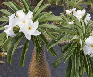 Pachypodium Lamera