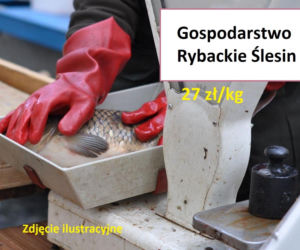 Ile kosztuje kilogram żywego karpia z wody od lokalnych hodowców?