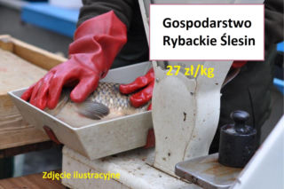 Ile kosztuje kilogram żywego karpia z wody od lokalnych hodowców?