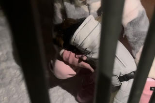 Doda ratuje psy przed mrozem