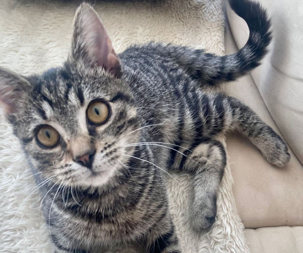 Opi - mała kotka, która czeka na adopcję
