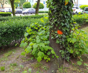 Na pomarańczowo - do wycięcia. Drzewa na ul. Niemieckiej