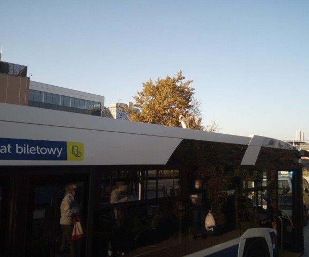 Kraków. Pasażerka na gapę złapana przez straż miejską. Jechała na dachu autobusu