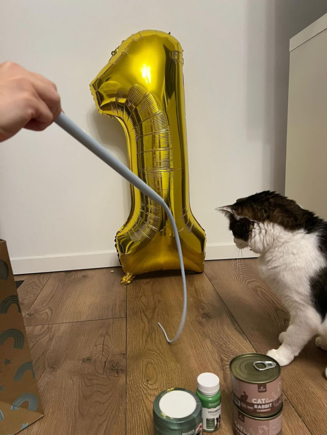 Rok temu walczył o życie. Dziś kot Panduś świętuje rocznicę w nowym domu