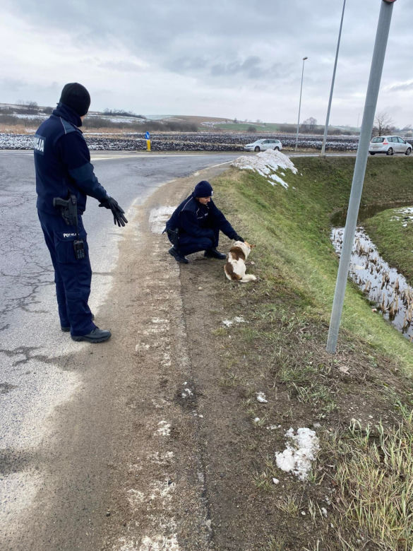 Policjanci znaleźli potrąconego psa Lesia