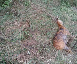 Psy ROZSZARPAŁY sarenkę! Zjadały sarnę żywcem, odgryzały jej nogę