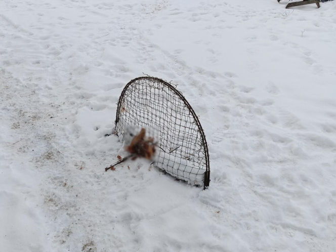 Policja rozbiła grupę złodziei bydła. Pięciu mężczyzn z zarzutami