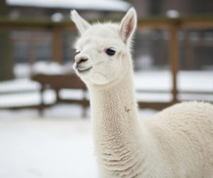 Narodziny alpaki w ZOO. Jakie imię nosić będzie nowy celebryta?