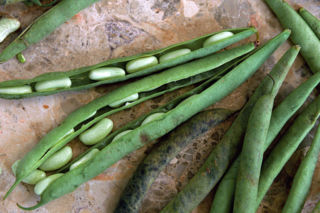 Fasola flageolet