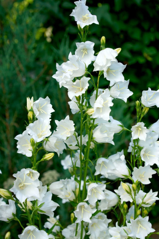 Dzwonek brzoskwiniolistny 'Alba'