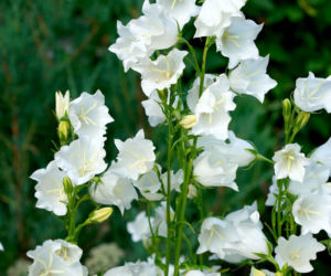 Dzwonek brzoskwiniolistny 'Alba'