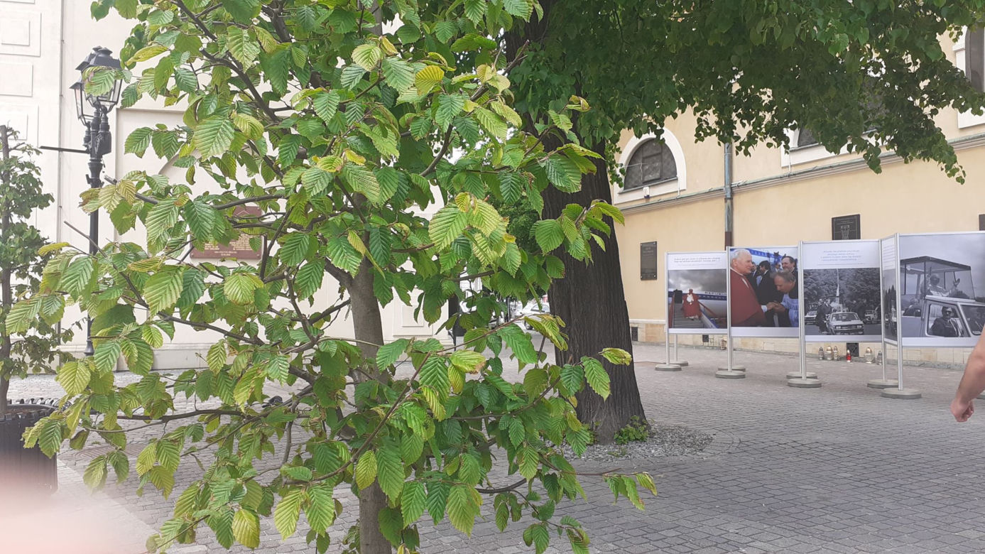 Graby ozdobiły centrum Rzeszowa