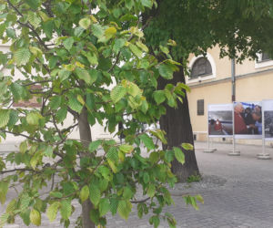 Graby ozdobiły centrum Rzeszowa