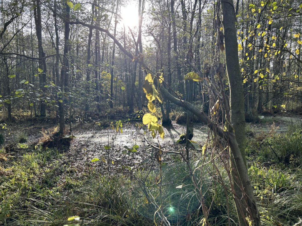 Mokradła niedaleko Grąblina