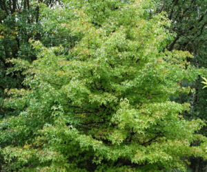 Ambrowiec amerykański 'Worplesdon'