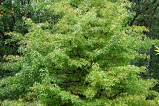 Ambrowiec amerykański (balsamiczny) - Liquidambar styraciflua