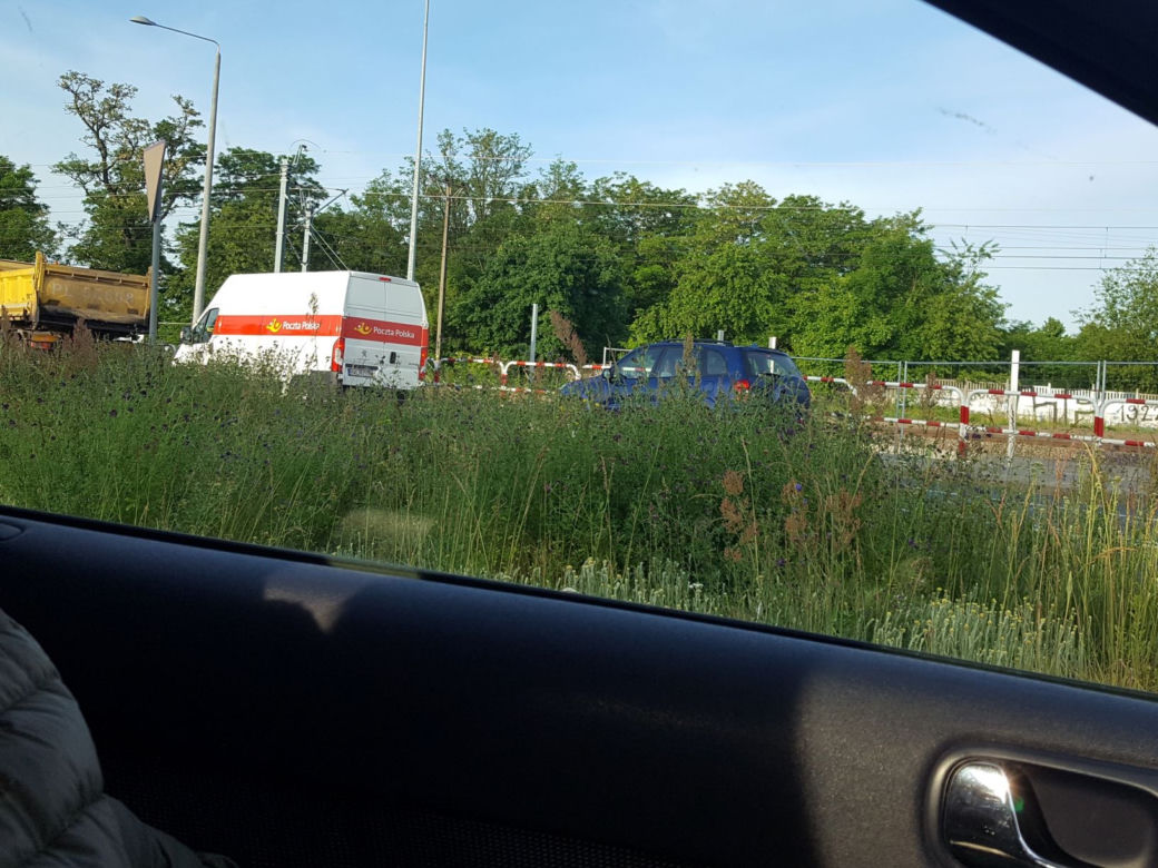 Tak wysokich chwastów przy drogach w Lesznie dawno nie oglądaliśmy