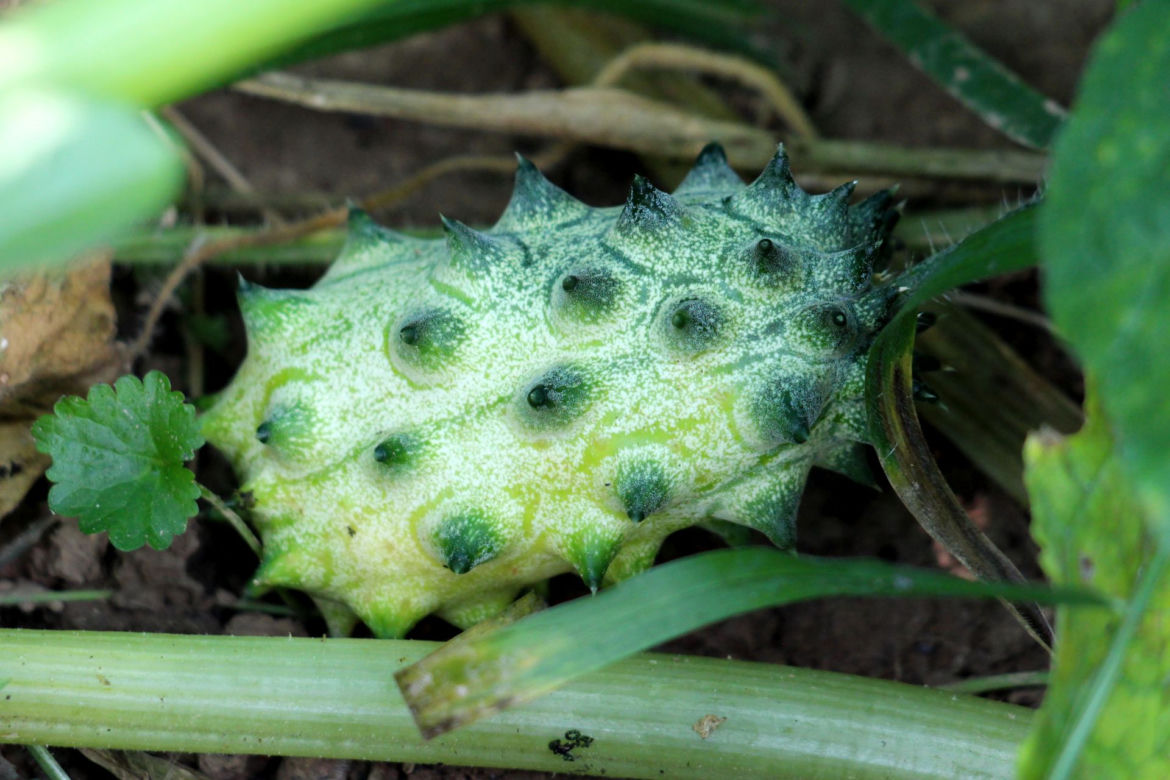Kiwano