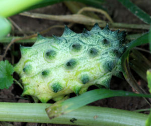 Kiwano