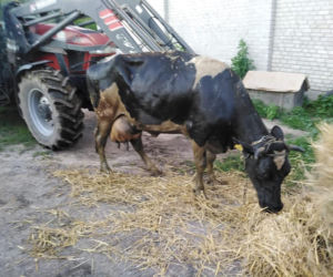 Krasula w opałach! Na pomoc krowie ruszyli strażacy