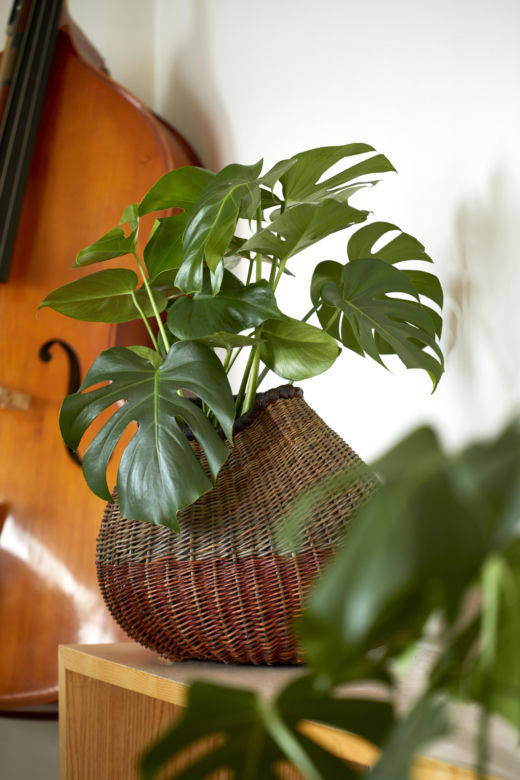 Monstera deliciosa, monstera dziurawa