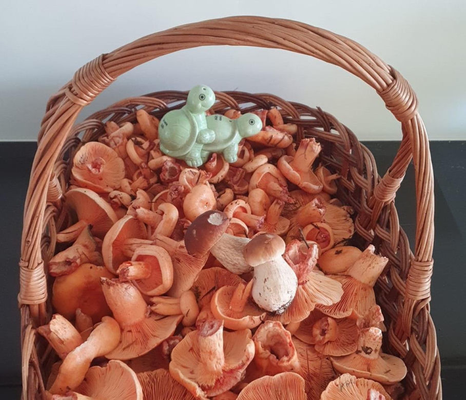 Grzyby w świętokrzyskich lasach